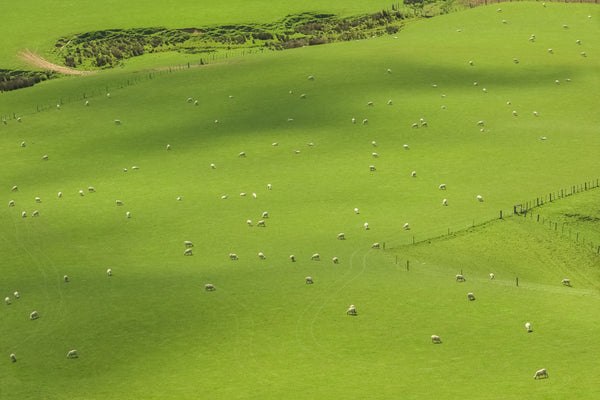 The Catlins are Calling