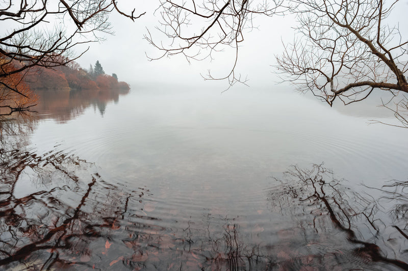 Dew from a heavy morning fog collects on the branches of the Willow trees and falls into the calm waters of the lake below.  Shot at Lake Hayes, near Queenstown.