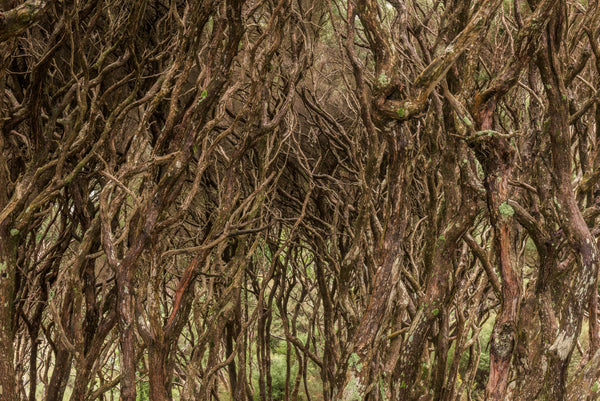 The thick canopy of old Manuka trees interwine amongst each other. As the wind blows they knock about creating an unsettling yet memorable sound.