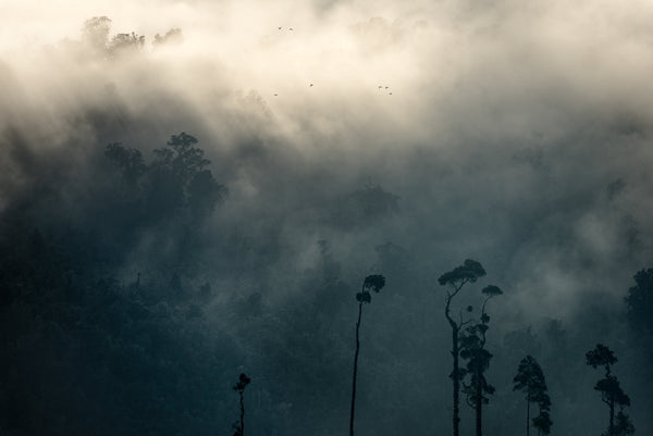 Ducks in flight in the early morning, as the low cloud begins to lift above native forest at Lake Wahapo, West Coast.