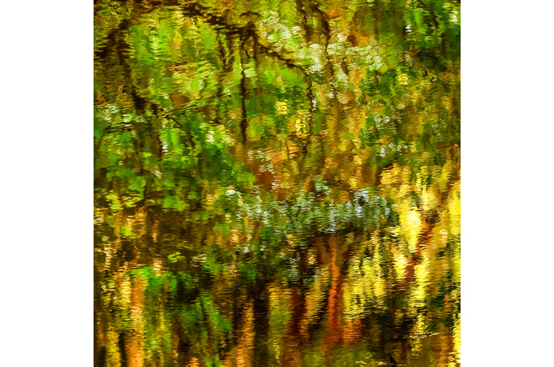 I saw the light coming through the forest striking the still rivers surface, creating this beautiful impressionistic scene.