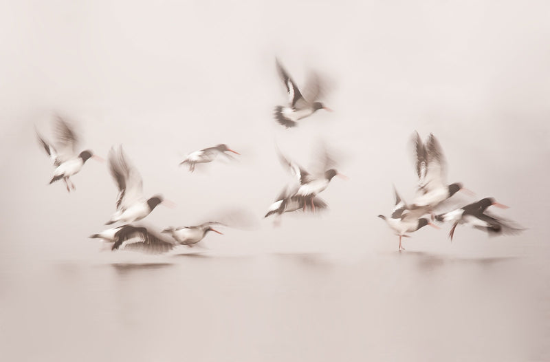 Oyster Catchers take flight from a completely frozen over Butchers Dam near Alexandra, Central Otago.