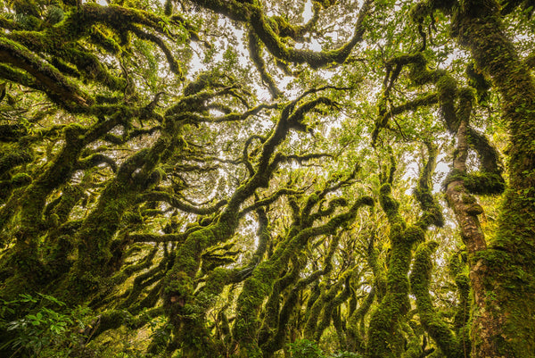 The magical Goblin Forest on the steep slopes of Mt Taranaki.  A magical scene that took me over 40 minutes to capture in the pouring rain. I could sense that there was a special moment in this place. It took me some time and patience to find it amongst the heavy down pours.