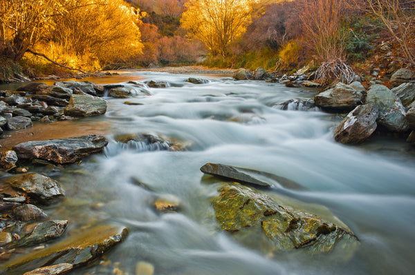 Late afternoon light hits the golden autumn foliage of the willow trees lining the Arrow River towards Macetown, Central Otago.