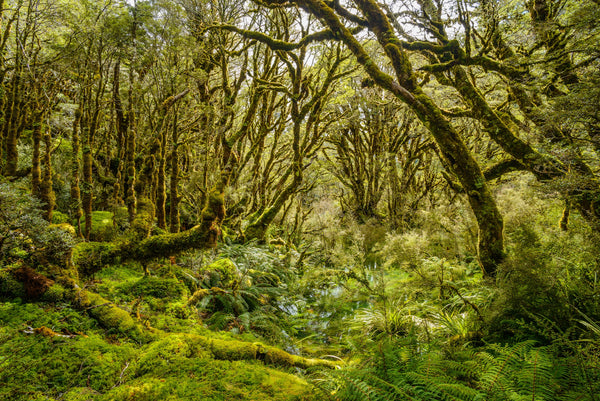 Lush native forest near Lake Mckenzie on the Routeburn Track, Fiordland