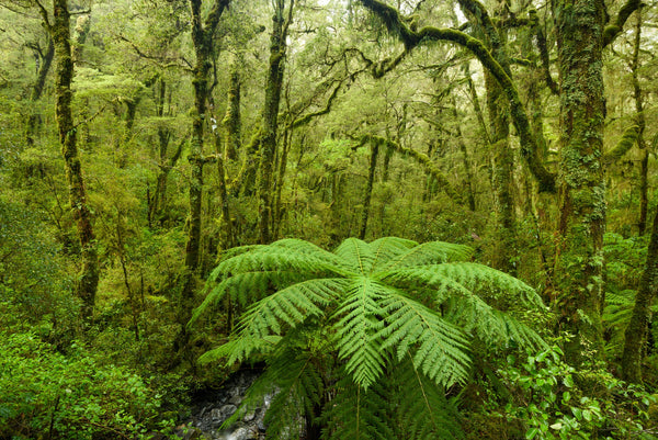 The lush greens of the Fiordland forest are on full display on a rainy still afternoon.