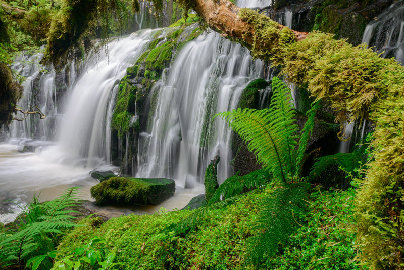 A young fern grows nestled next to a moss laden tree and the famous Purakaunui Falls, Catlin Coast.