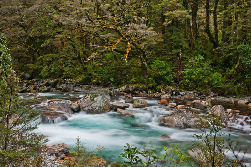 The beautiful native beech forest sorrounds The Hollyford River as it passes through the heart of Fiordland.