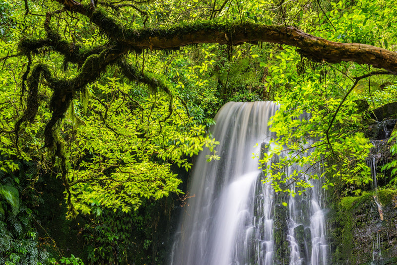 Light filters through the forest canopy above Matai Falls in the Catlin Coast.