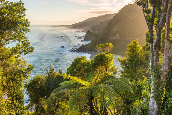 The West Coast of the South Island just north of Punakaiki. Native Nikau Palms thrive in the lush wet climate of the West Coast.