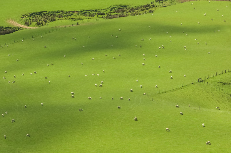 Sheep grazing near Owaka, The Catlins, South Otago.