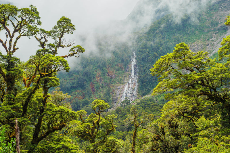 A clearing clouds and a passing rain storm top up Stella Falls as seen through the native Beech forest on the road to Doubtful Sound, Fiordland.