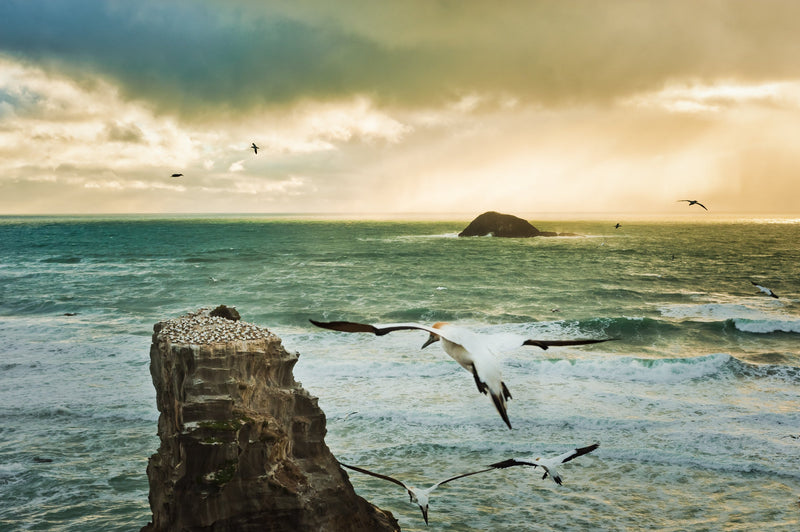 Gannets strugge to fly in the gale force winds as the background over looking the Tasman Sea to the West, is lit up by the late afternoon sunlight.