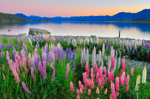 Summertime Lupins, Lake Tekapo