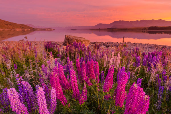 Lupins in full bloom on the shore of Lake Tekapo looking North towards the Godley Mountains.