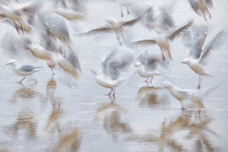 Seaguls take flight at Purakaunui Bay, Catlin Coast