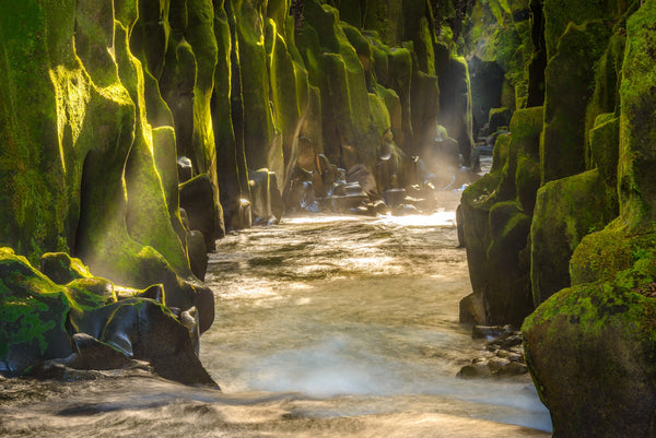 Mist from the waters are met with the limited morning sunlight that breaks through the tree canopy overhead.  The beautiful moss laden canyon carved out by the Whirinaki River is a beautiful sight to behold.
