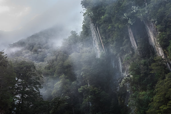 Evening falls the native Beech Forest clinging onto the cliffs surounding the Haast Past, West Coast.