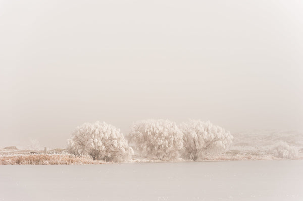 Hoar frost in the Willow trees on the distant shores of a frozen Butchers Dam, near Alexandra, Central Otago